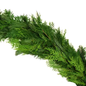 VAN ZYVERDEN 25 ft. Live Fresh Cut Pacific Northwest Princess Pine and Cedar Mix Coil Holiday Garland