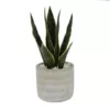 Flora Bunda 12 in. Snake Plant in 4.75 in. Arrow Cement Planter