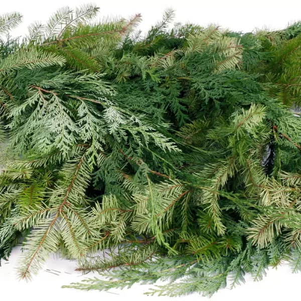 VAN ZYVERDEN 25 ft. Live Fresh Cut Pacific Northwest Douglas and Cedar Mix Coil Garland